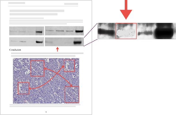 Scientific figure highlighting image integrity issues with detected image manipulation in western blots and microscopy images.
