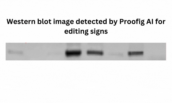 Example of scientific image manipulation detection showing deleted or masked areas in a western blot, where missing bands indicate removed visual elements.