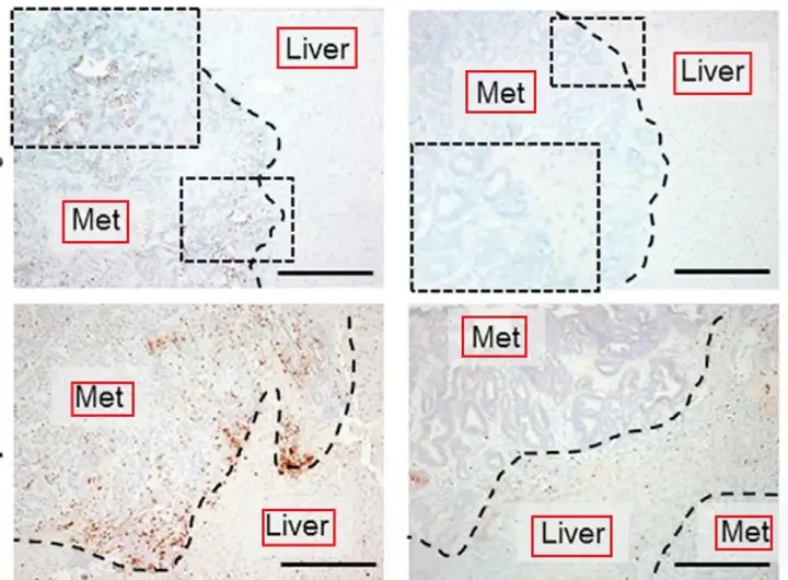 An image showing duplication and cloning issues in scientific publishing.