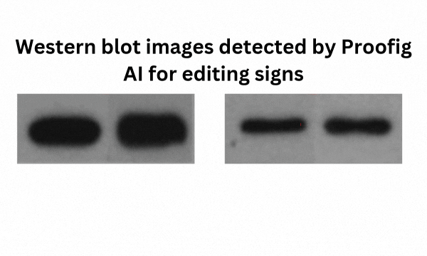 Example of scientific image manipulation detection showing splicing, where parts from multiple western blot images are merged into one composite, revealed through histogram equalization.